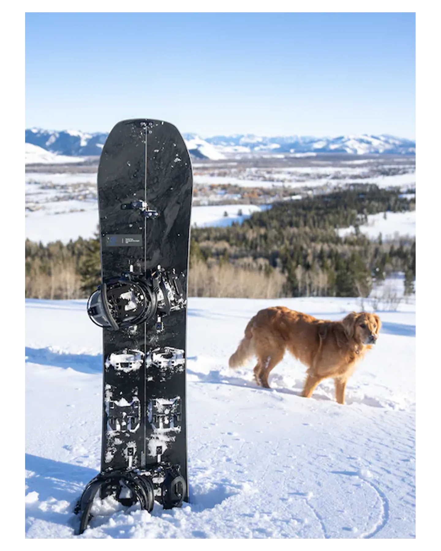 Burton Family Tree Hometown Hero Camber SplitBoard 2024 | Snowboards | Snow Skiers Warehouse